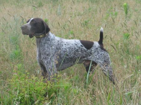 SADDLEUP STRADIVARIUS V STICK MH