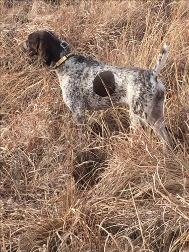 SADDLEUP STRADIVARIUS VON KATRINA