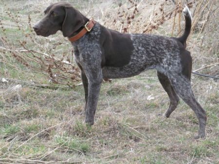 SADDLEUP STRADIARVIUS VON DUTCHESS