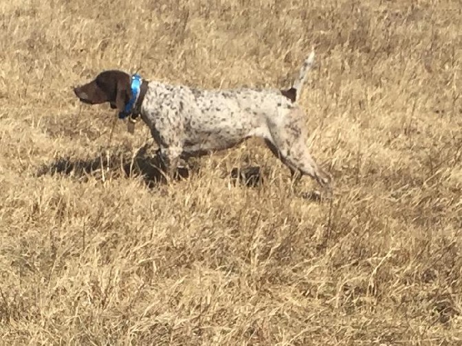 SADDLEUP STRADIVARIUS VON TICKER MH